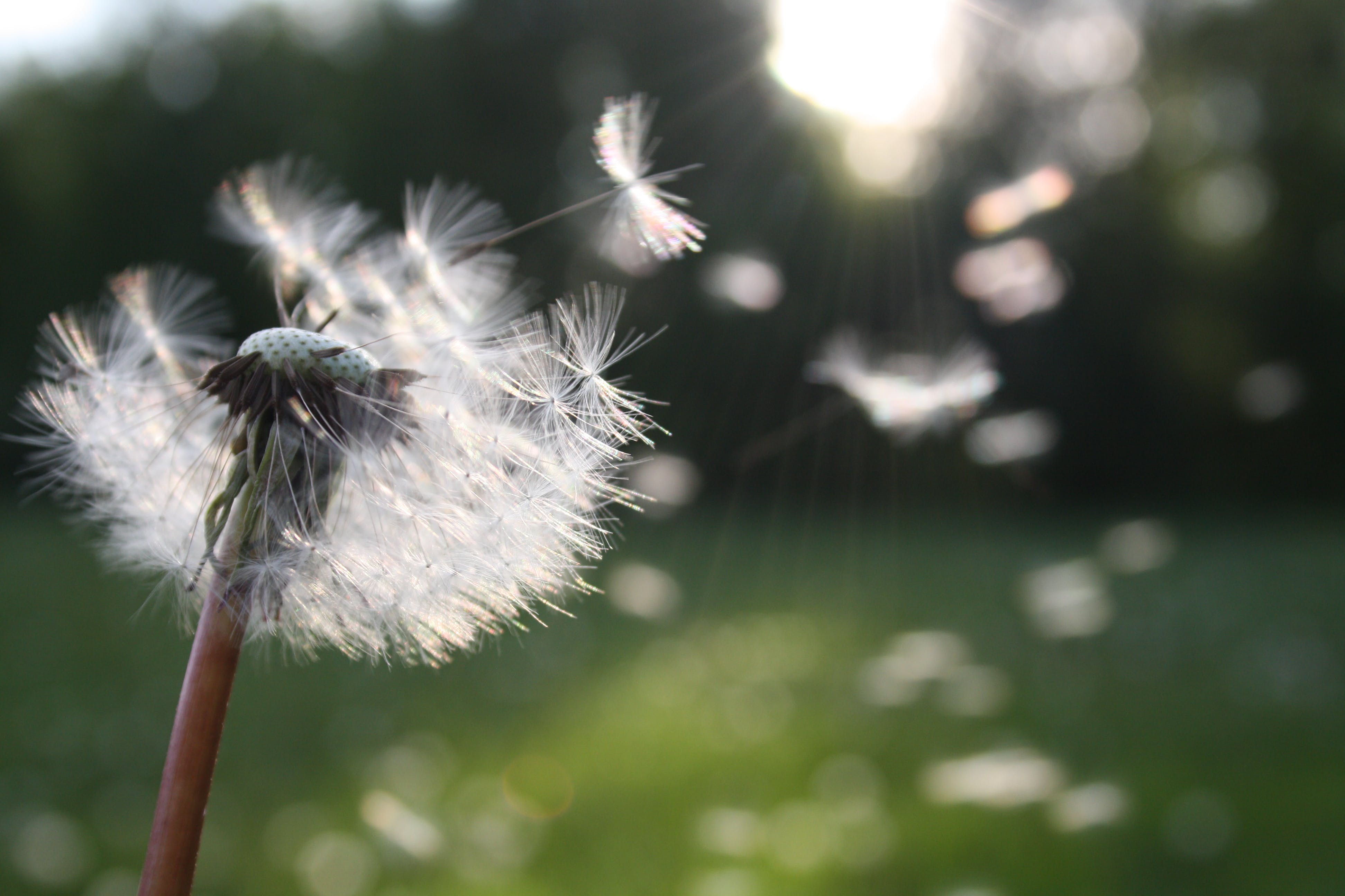 Dandelion flower