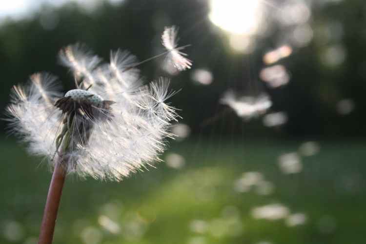 Dandelion flower