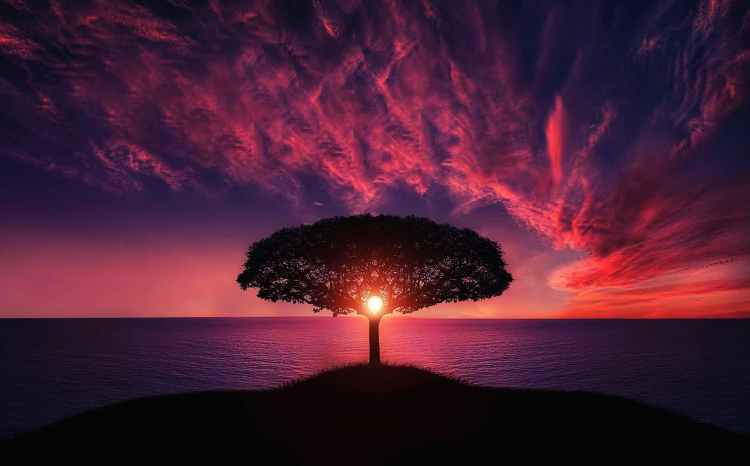 Sunset sky behind a tree